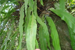 Oleandra musifolia